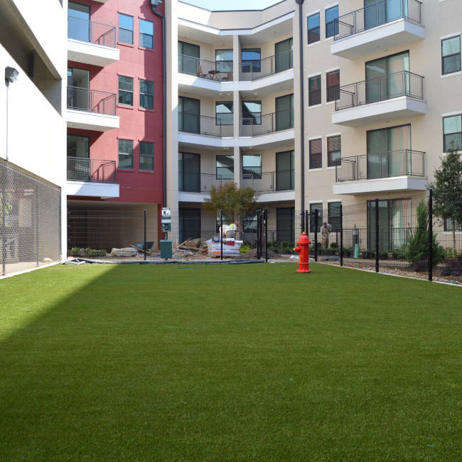 Dog on backyard pet turf